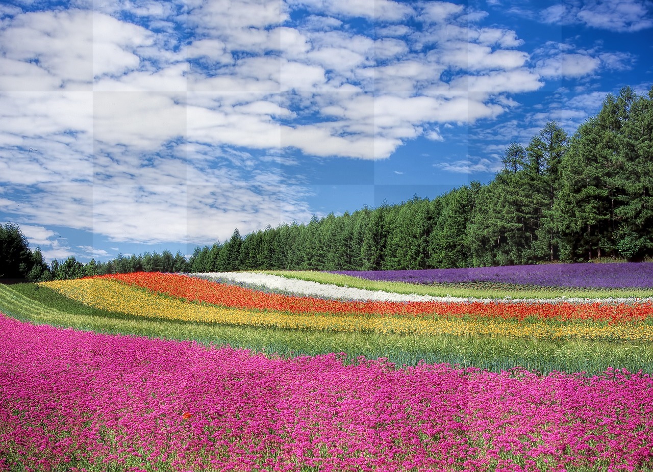 Beautiful Flower Fields and Blooming Flowers - Stunning Wallpapers and Backgrounds for Free Download