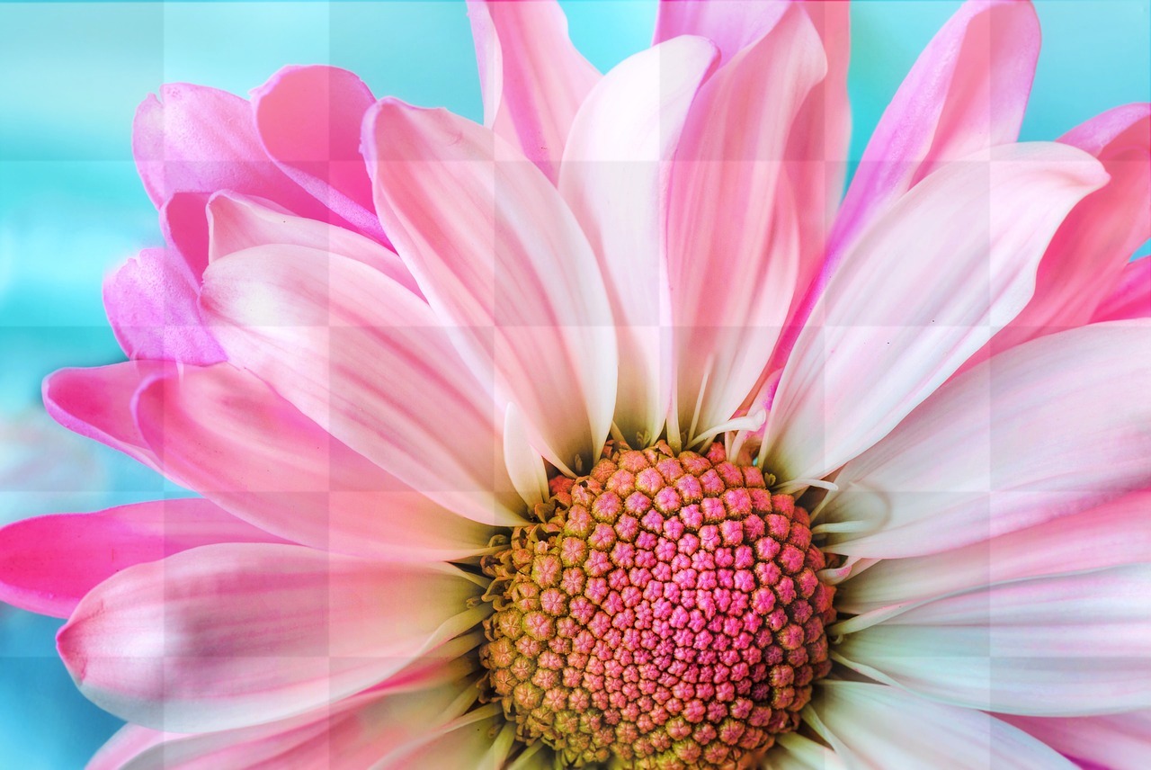 Beautiful Flower and Nature Wallpapers: Free Download in JPG Format - Popular and Stylish Flora Backgrounds