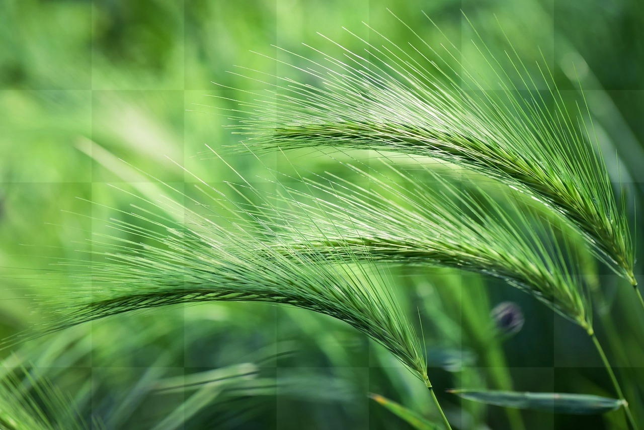 Beautiful Foxtail Barley Grass in Spring: Free Download Backgrounds and Images in JPG Format