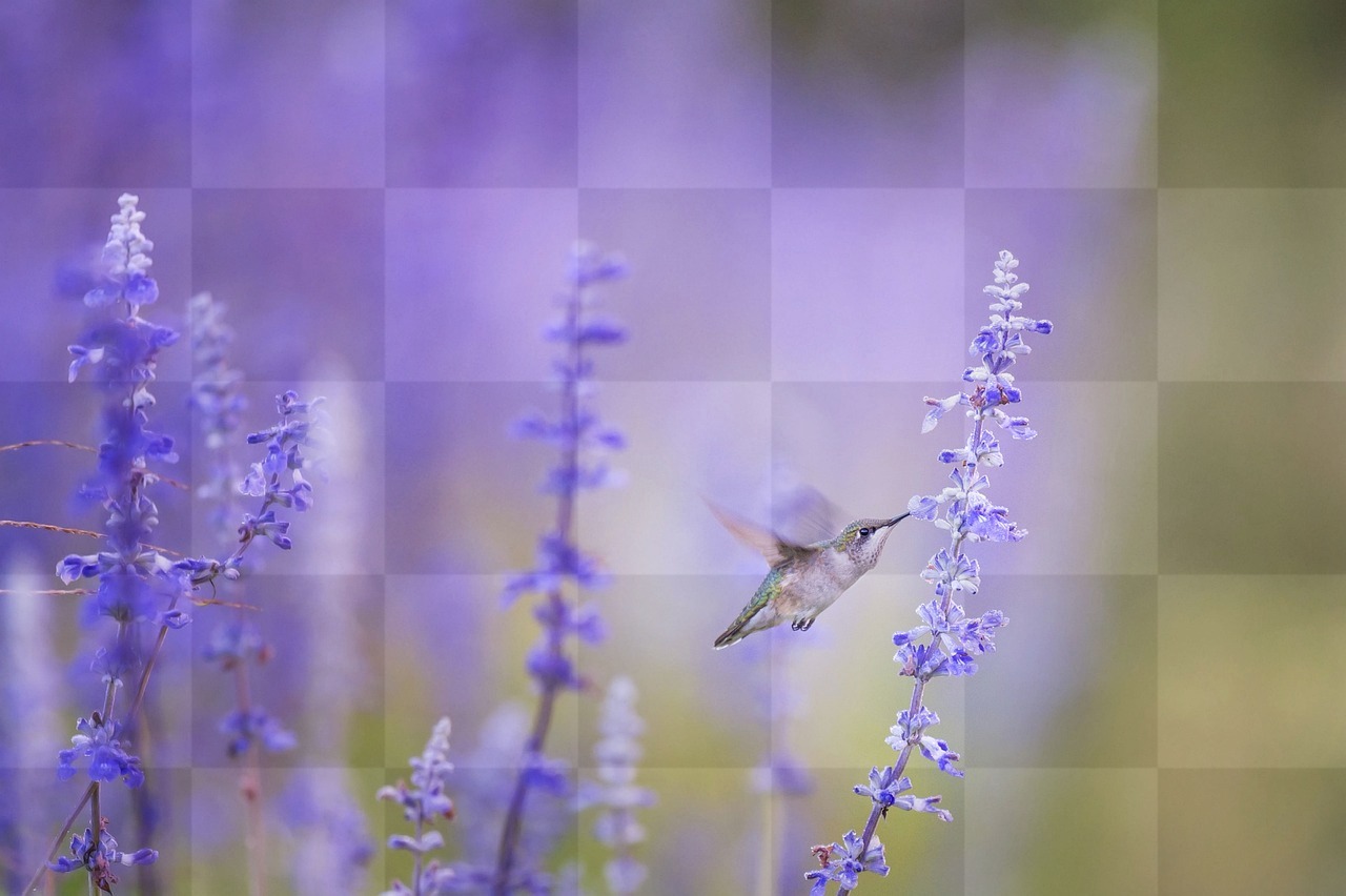 Beautiful Hummingbird Flight Among Flowers on Purple Background - Free JPG Backgrounds for Graphic Design and Social Media Pages
