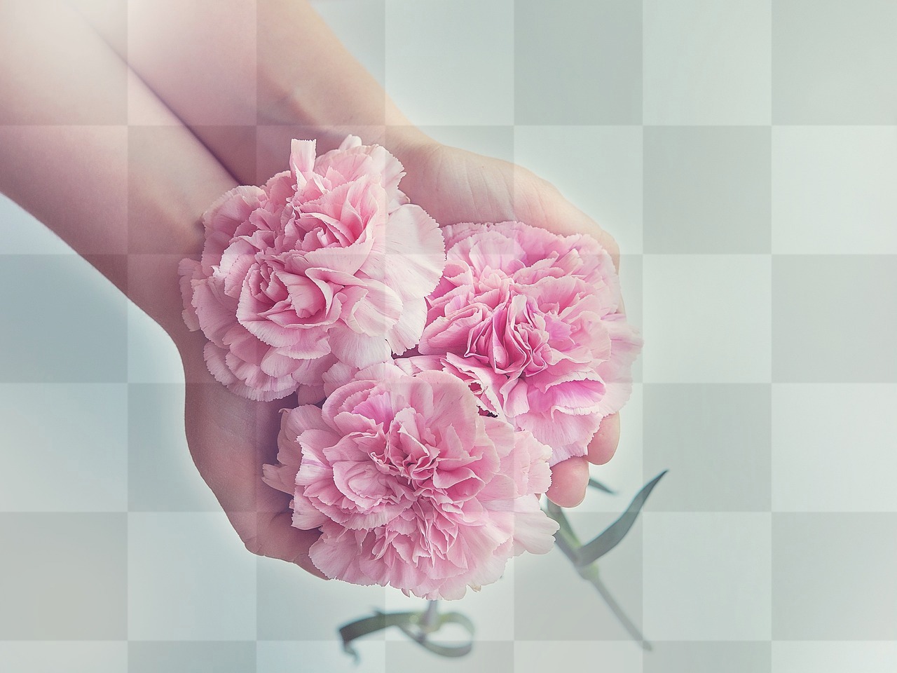 Beautiful Pink Flower Wallpapers: Free Download for Stunning Designs with Flowers and Hands Backgrounds