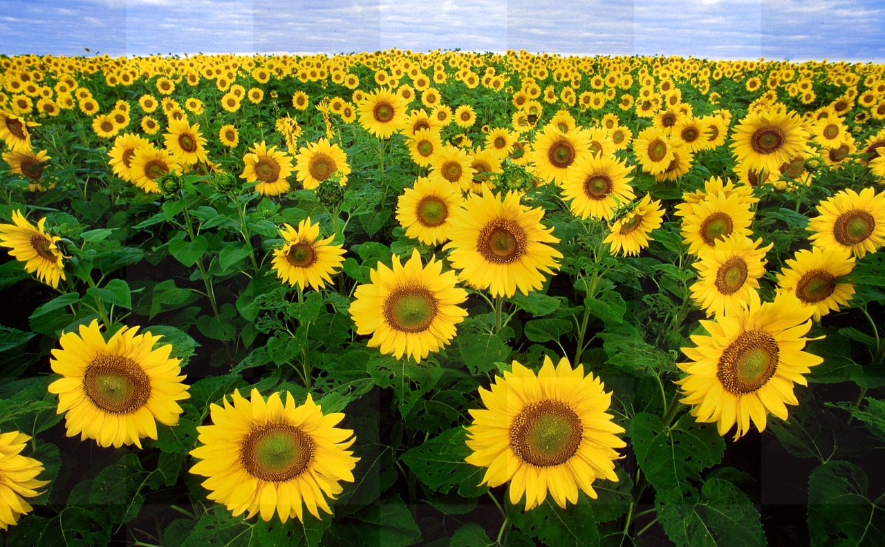 Beautiful Sunflower Fields and Flora on a Free Green Background - Download Now!