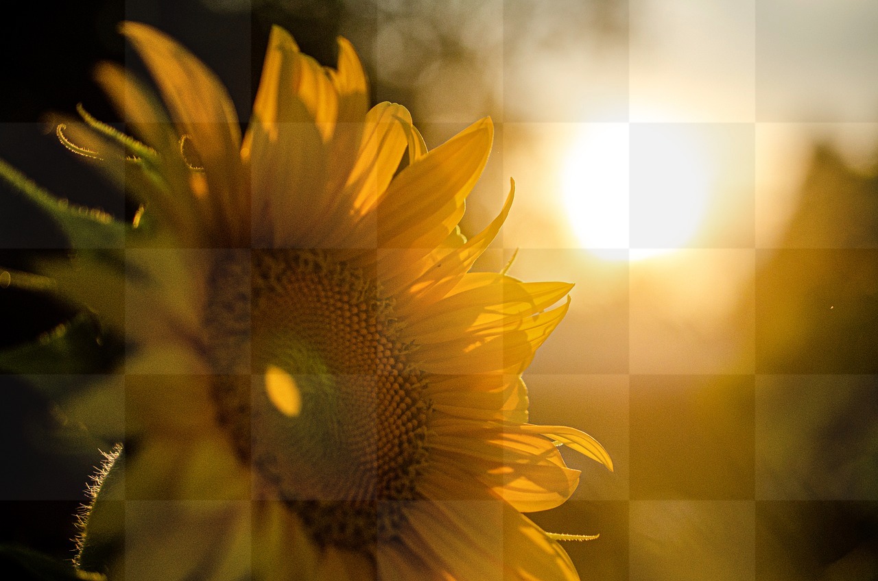 Beautiful and Free Sunflower and Sunset Images on a Yellow Background