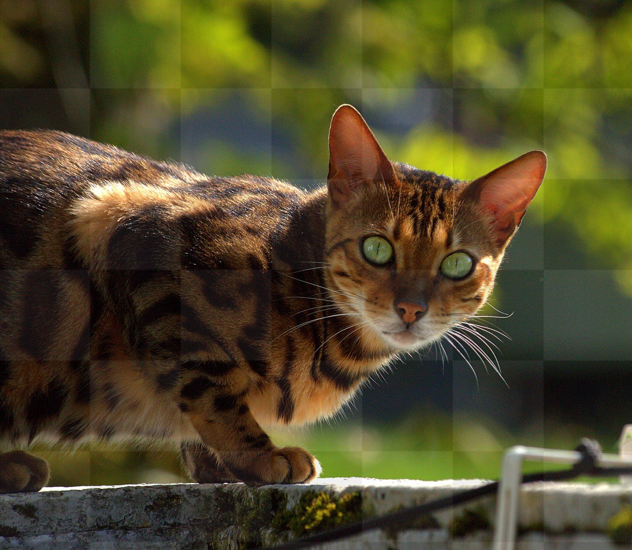 Bengal Cat Images and Pictures: Free Download High-Quality Backgrounds for Your Design Needs!
