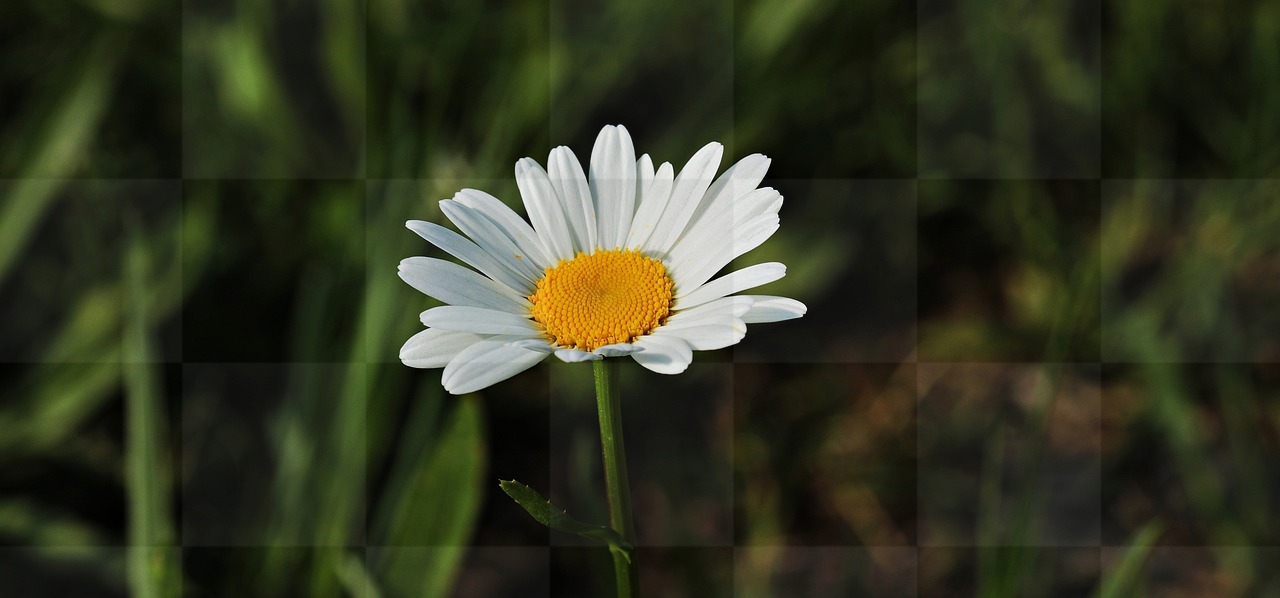 Browse a Stunning Collection of Beautiful Flower Images and High-Resolution Stock Photos in HD & 4K: Daisies, Flowers, and More! Download Royalty...