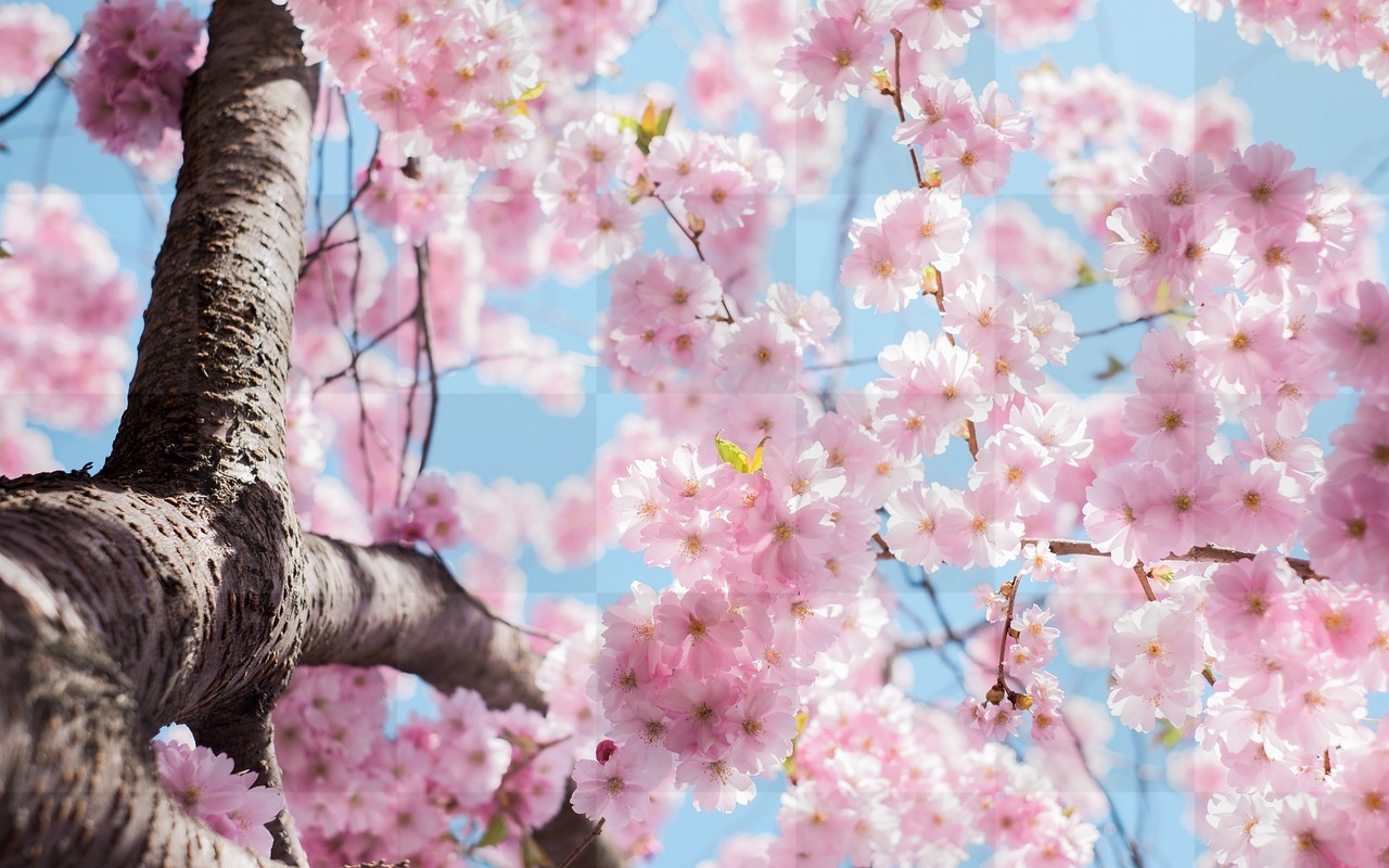 Captivate with Stunning Japanese Cherry Blossom Spring Backgrounds - Download for Free in JPG Format