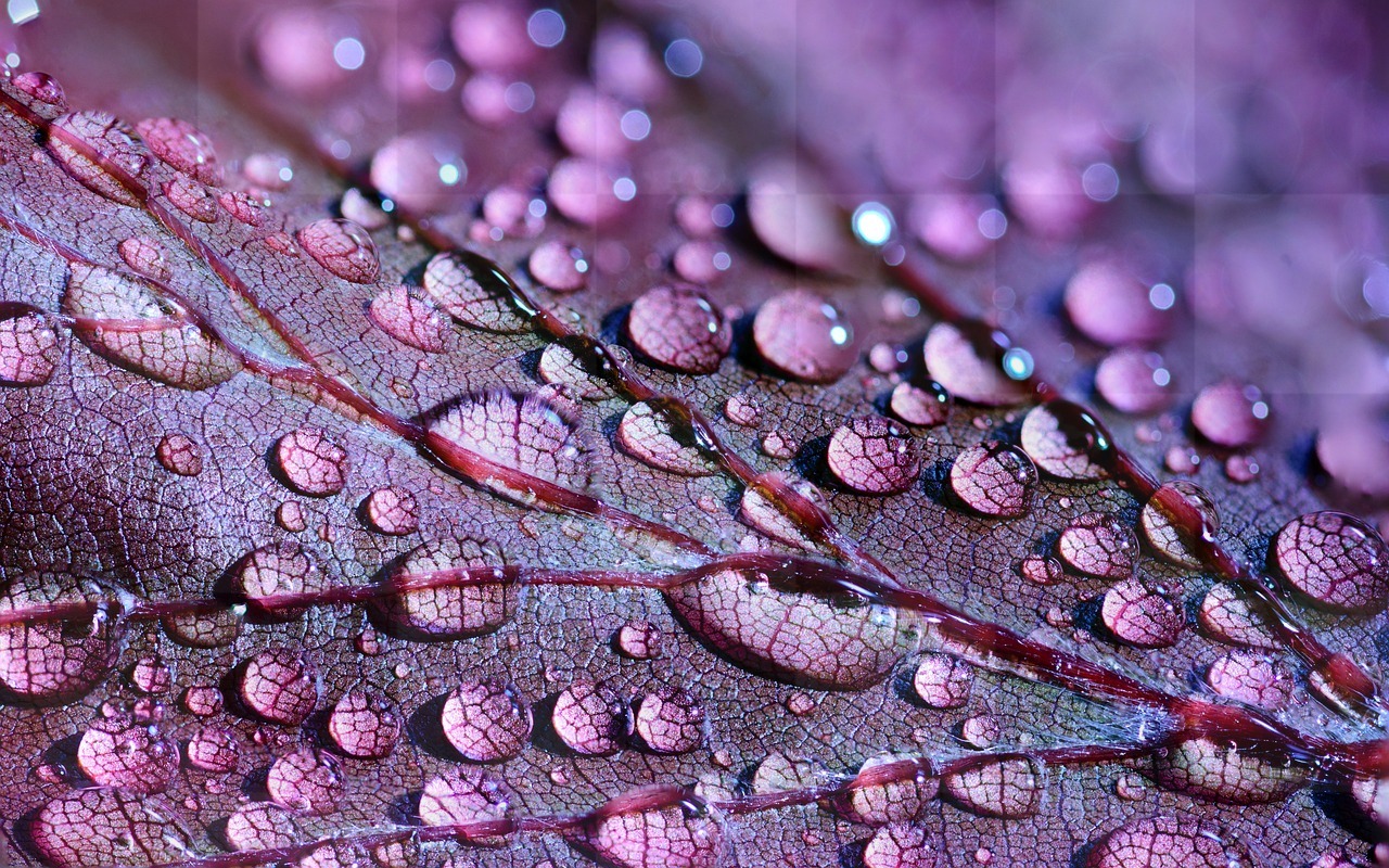 Dazzling Dewdrops and Dreamy Droplets: Free Downloadable Images of Nature for Backgrounds and Graphic Designs