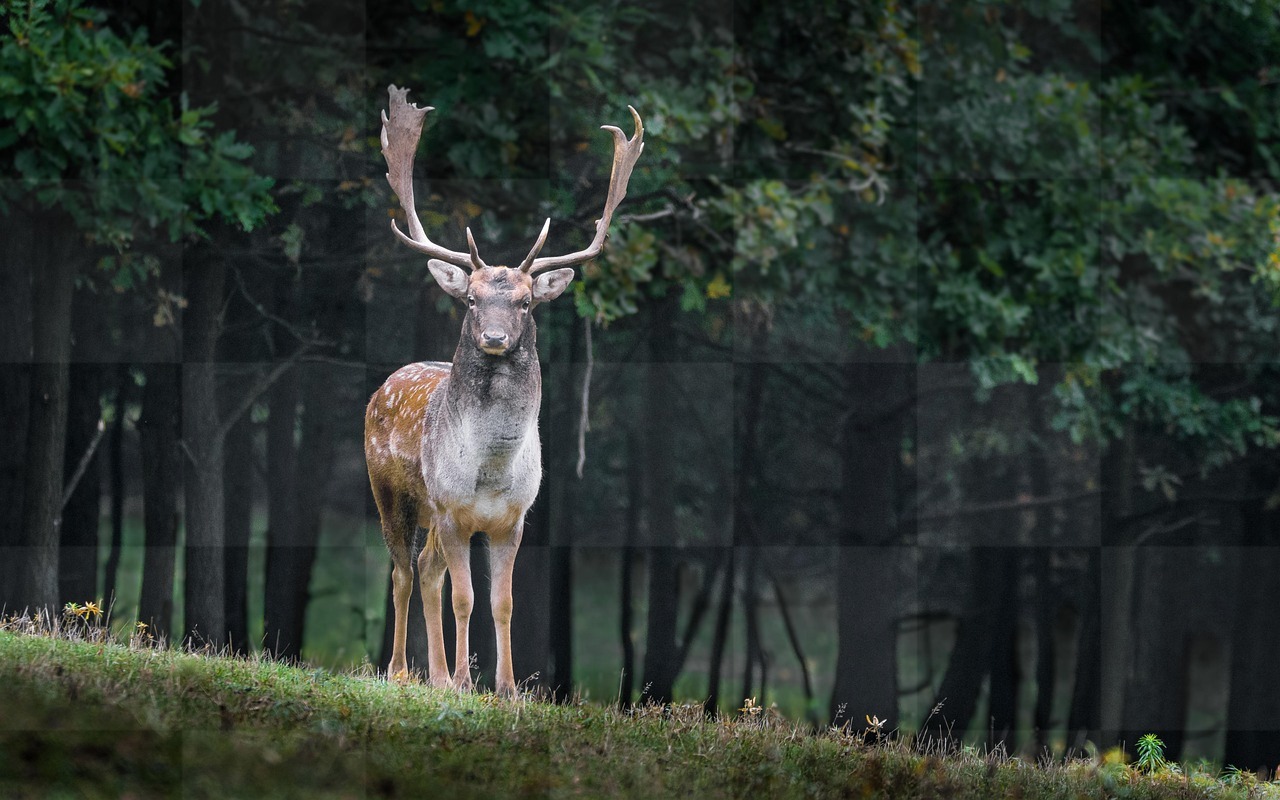 Discover Stunning Fallow Deer Captured in Animal Photos and Wallpapers