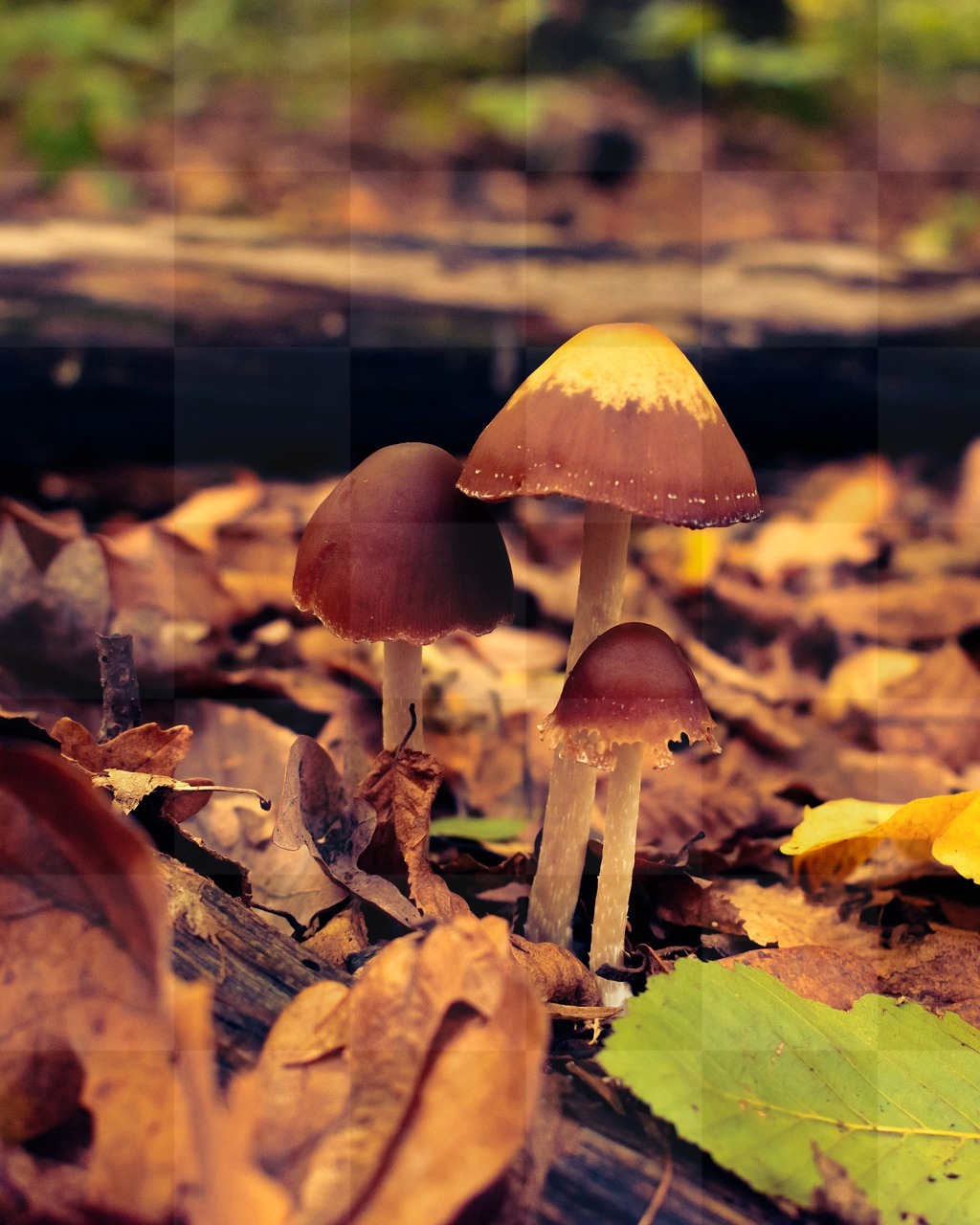Discover Stunning Fungi and Fallen Leaf Backgrounds in JPG Format - Free Download!