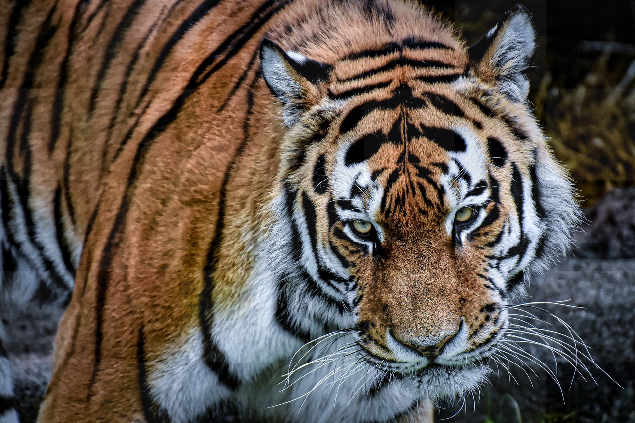 Discover Stunning Tiger and Predator Images with Beautiful Fur and Backgrounds for Free Download