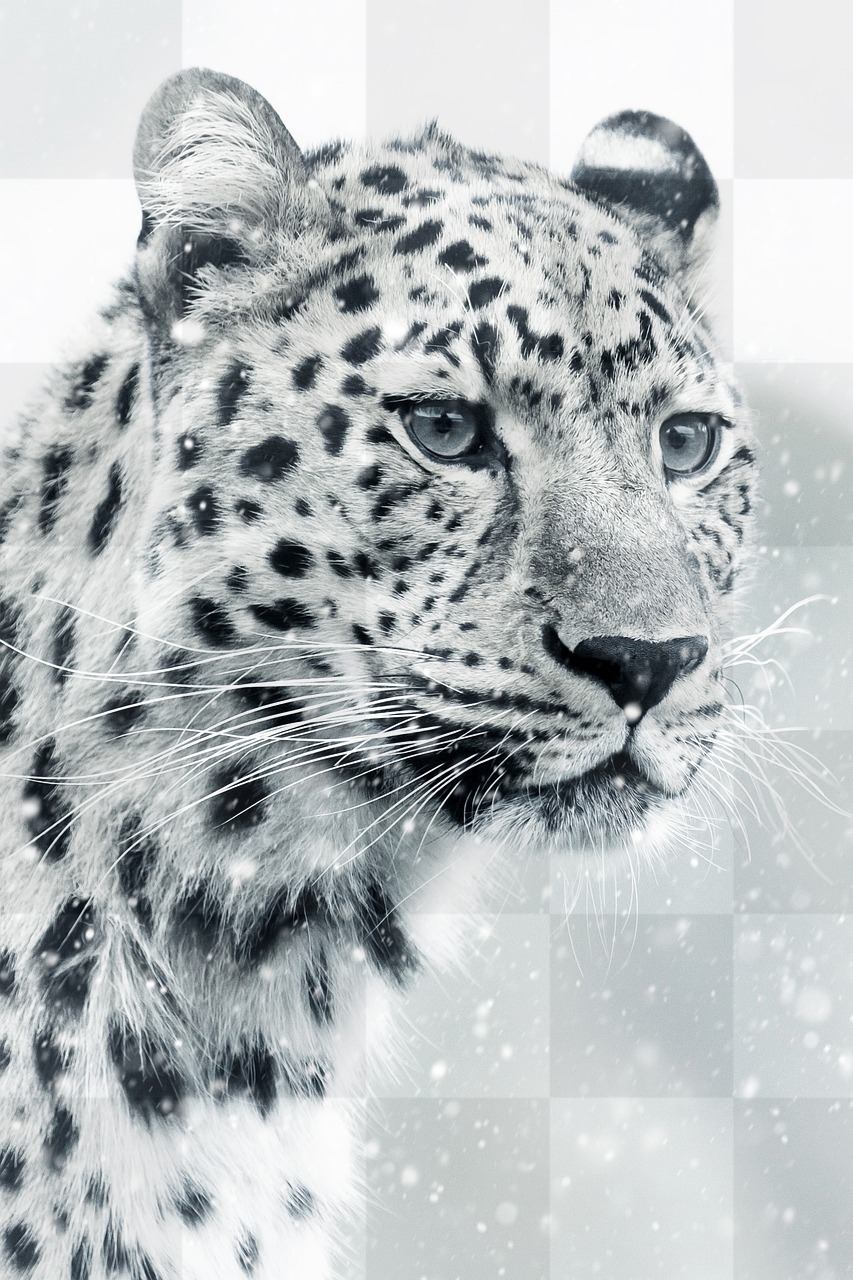 Discover Stunning Wildlife Imagery of Leopards, Cheetahs, and Snow Leopards - Free to Download!
