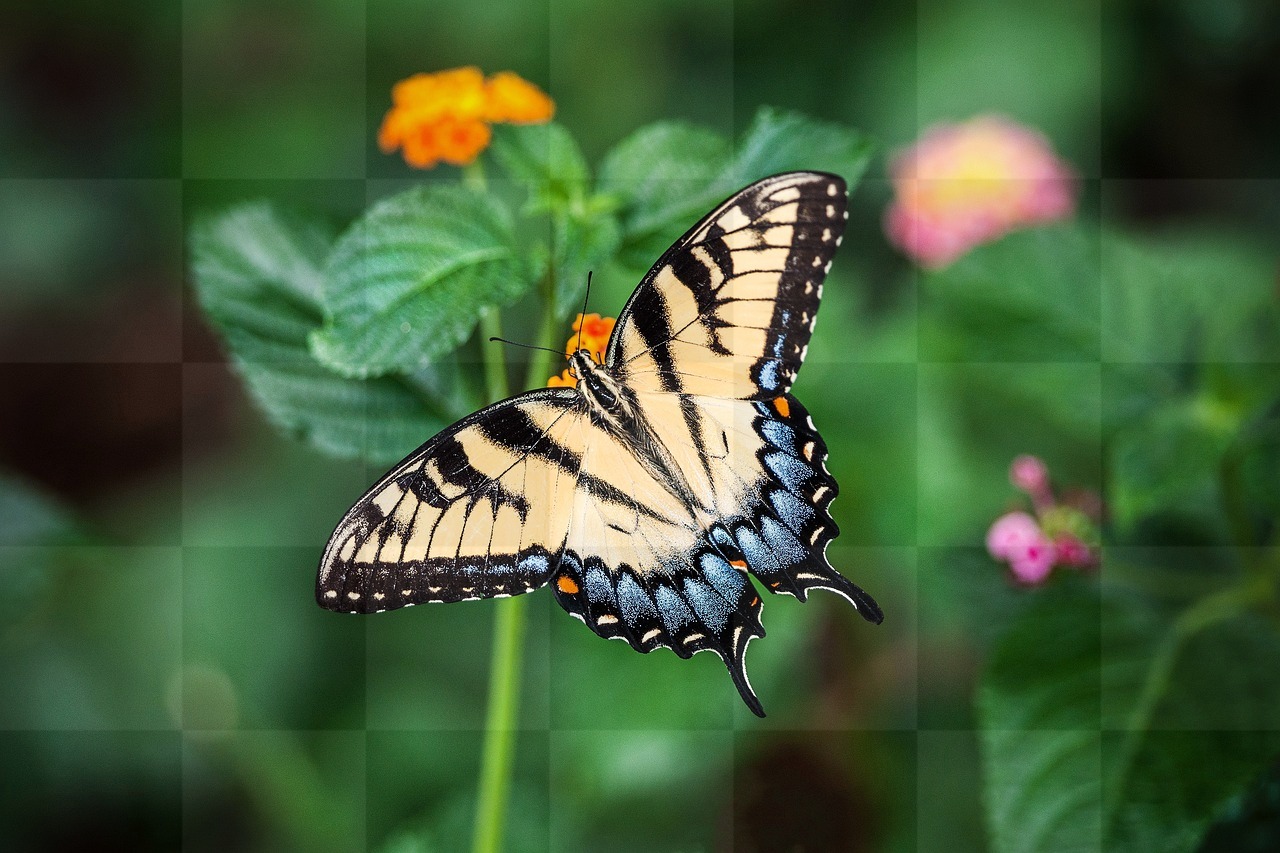 Discover the Beauty of Butterfly Wings and Flowers with Stunning High-Resolution Flower Images in HD & 4K – Download for Free!