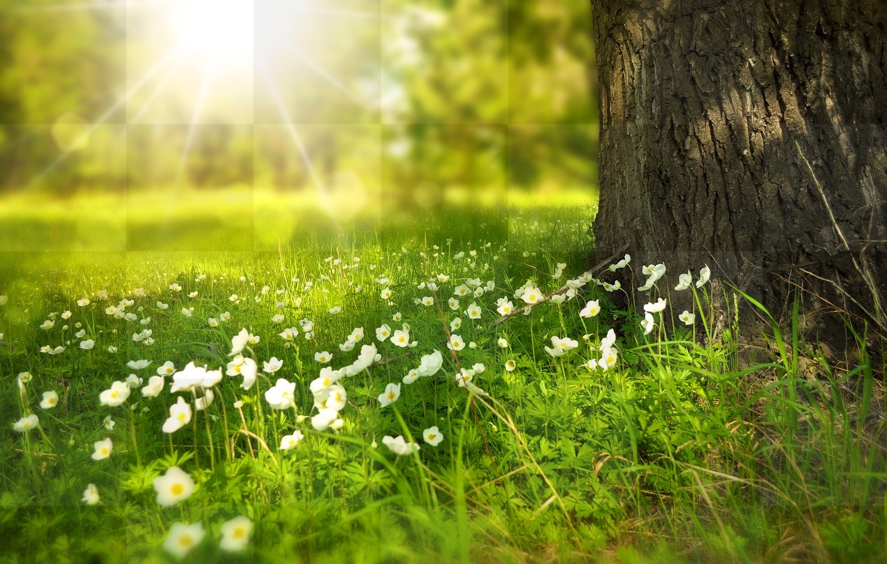 Discover the Beauty of Nature with Flower and Meadow Sunlight Wallpapers - Download Free Popular Wallpaper and Backgrounds in JPG Format