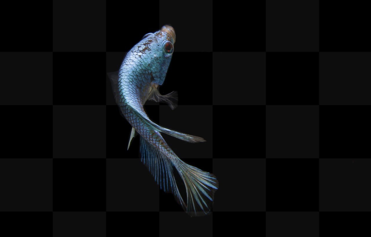 Dive into the World of Fish: Free Download of Blue Betta Fish and Blue Background Images for Graphic Design and More