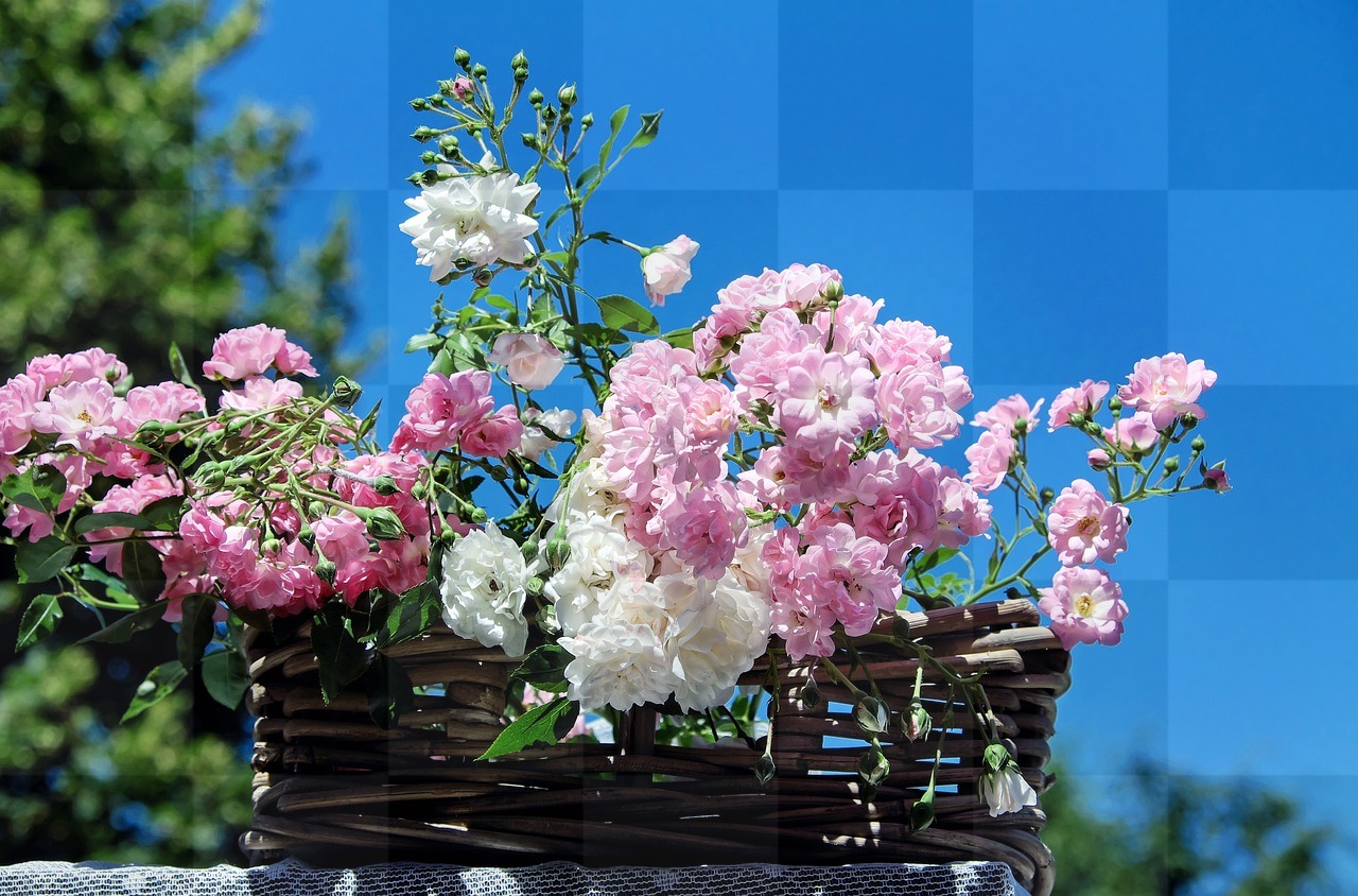 Download Beautiful Rose Images: Bouquet of Roses, Blossom, Backgrounds for Web and Social Media Designs!