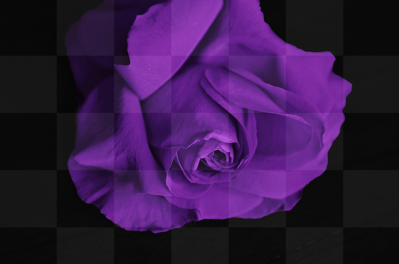 Download Beautiful Rose Pictures: Free High Quality Backgrounds for Social Media, Design and More