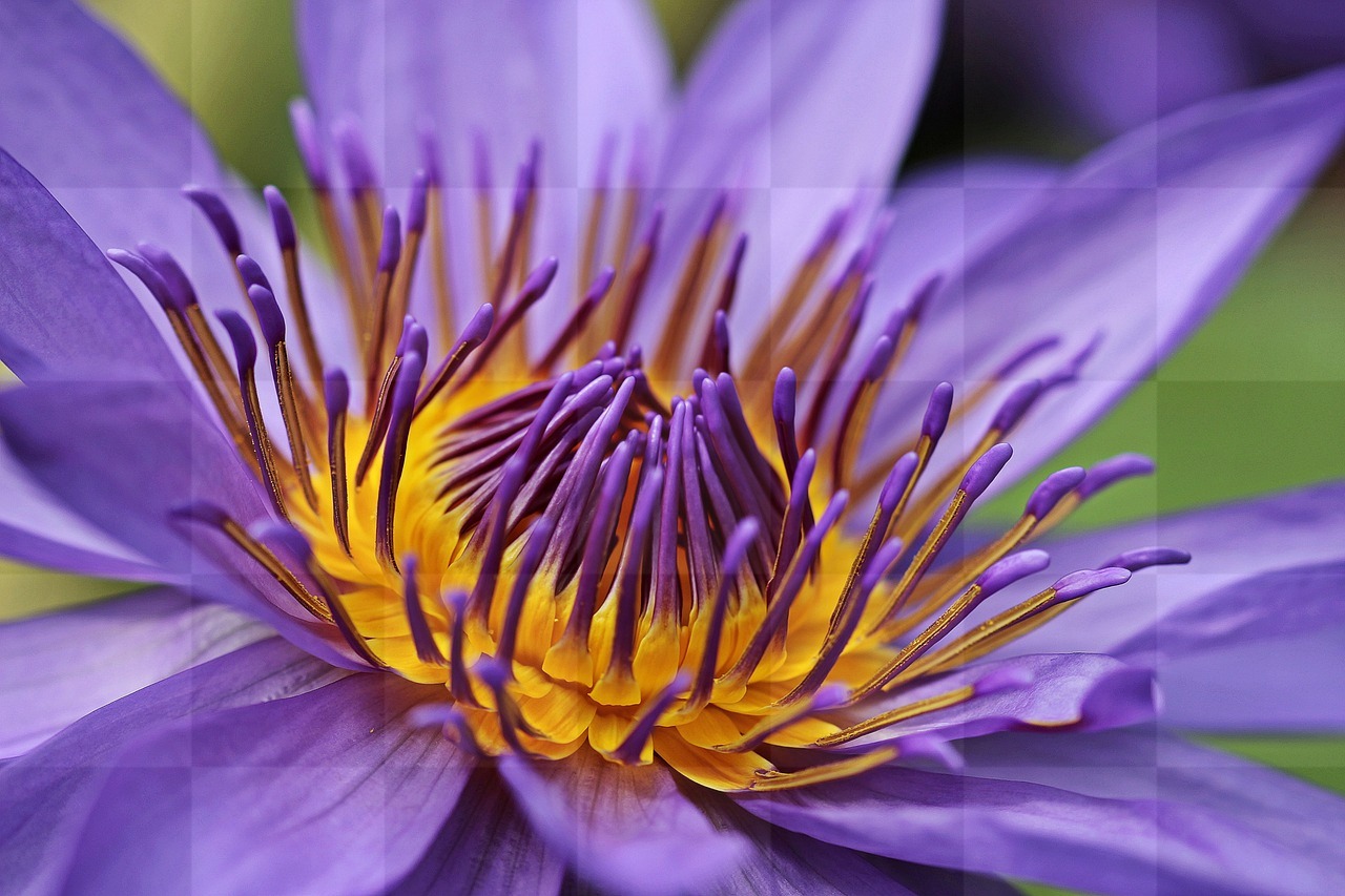 Download Beautiful Water Lilies and Lotus Flowers Background for Your Graphic Design Needs
