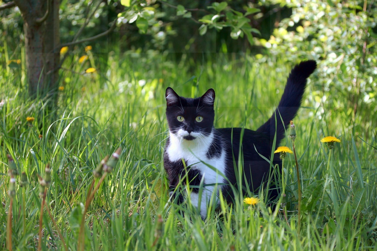 Download Free Beautiful Cat Images, Kitten Pictures, and Stunning Flower Backgrounds in JPG Format for Web and Graphic Design
