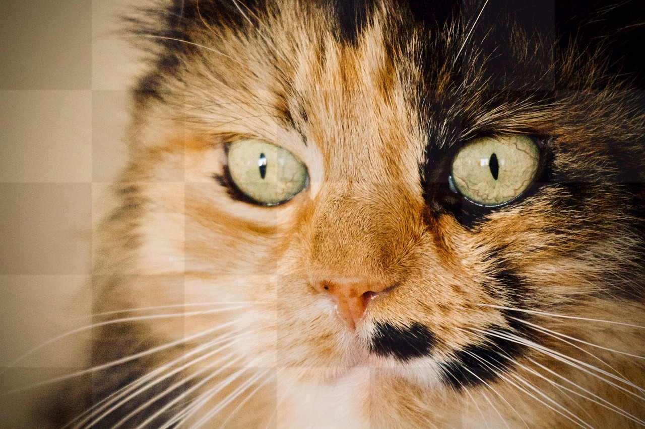 Download Free Beautiful Cat Images and Cat Eye Pictures with Yellow Eyes - JPG Backgrounds for Graphic Design, Social Media and Web Design