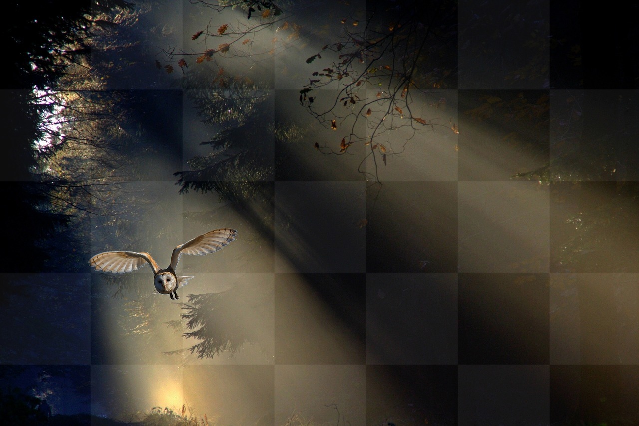 Download Free Beautiful Owl Images, Pictures, and Wallpapers in jpg Format for Graphic Design and Social Media Pages