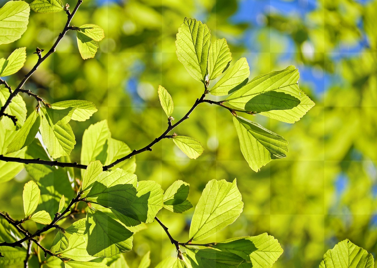 Download Free Oak Tree Background Images for Spring Designs