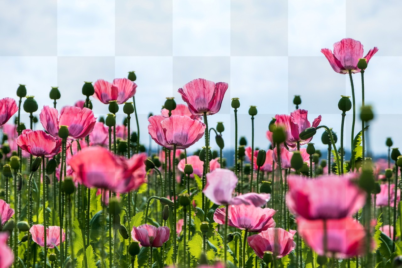 Download Free Poppy Flower Backgrounds in JPG format for Graphic Design and Social Media Pages