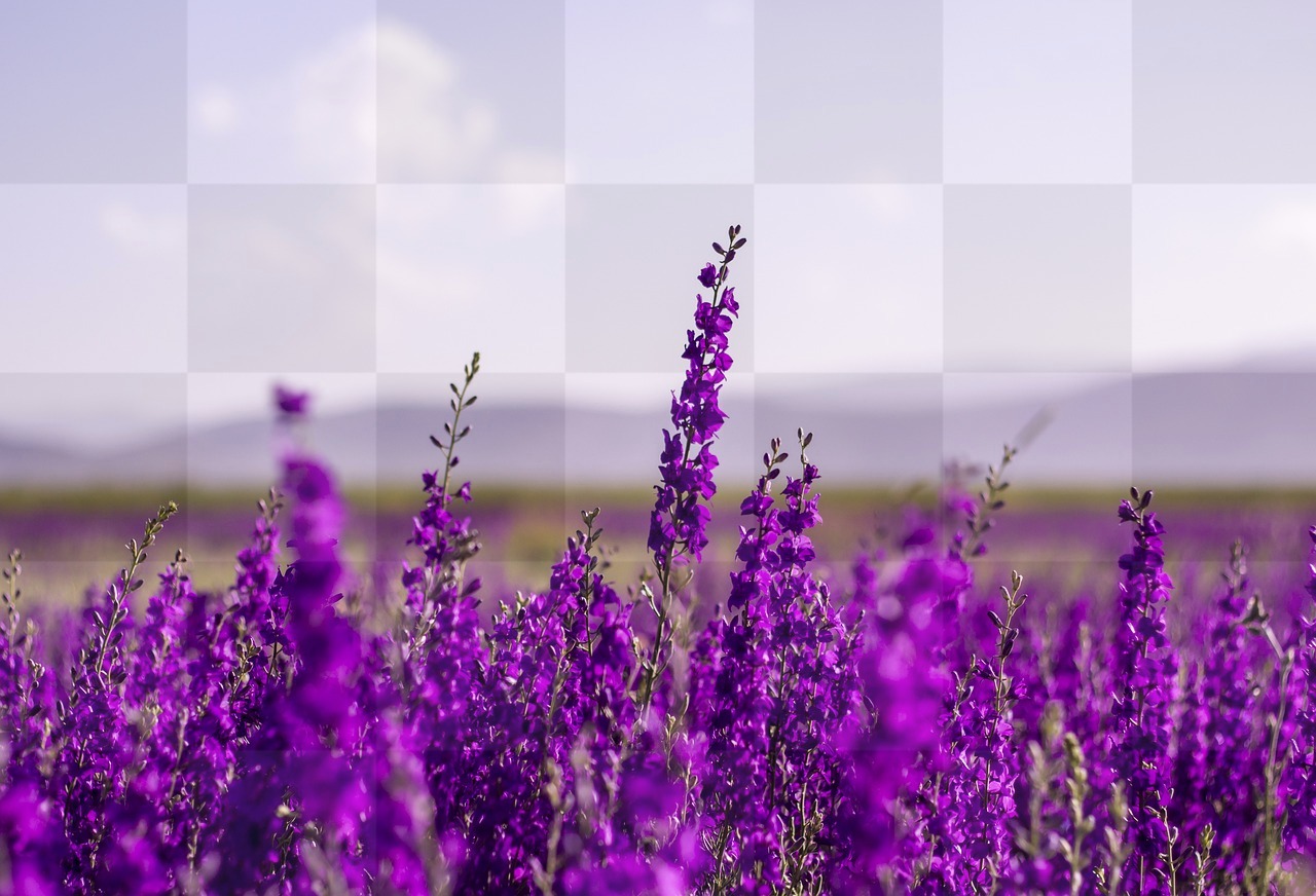 Download Free Purple Flower and Lavender Background Images in JPG Format for Graphic Design and Social Media Pages