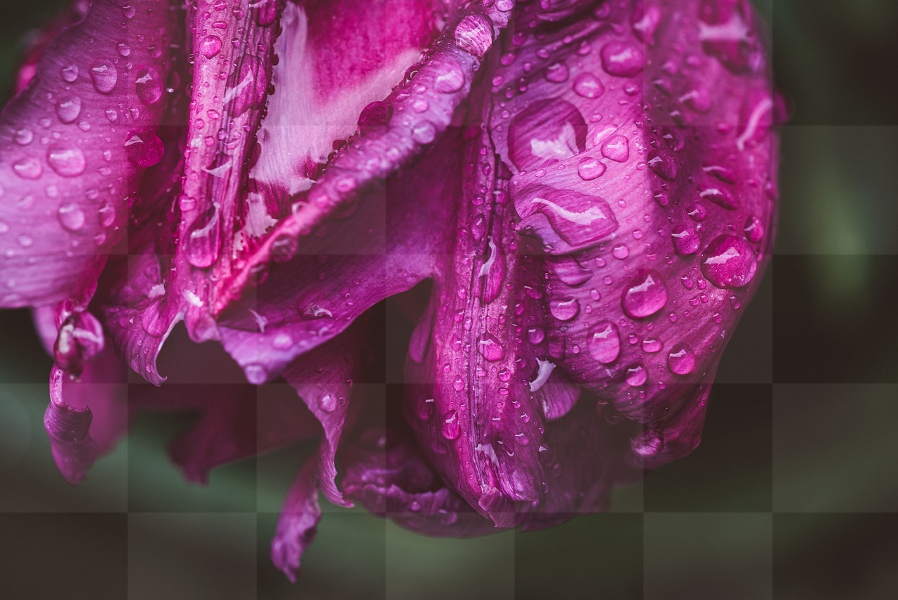 Download Free Purple Tulip Backgrounds with Water Droplets in JPG Format