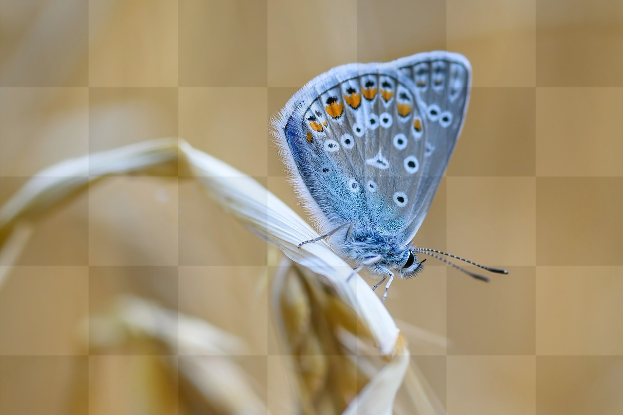 Download Free Summer Butterfly and Common Blue Insect Background Images in JPG Format for Graphic Design and Social Media Styling