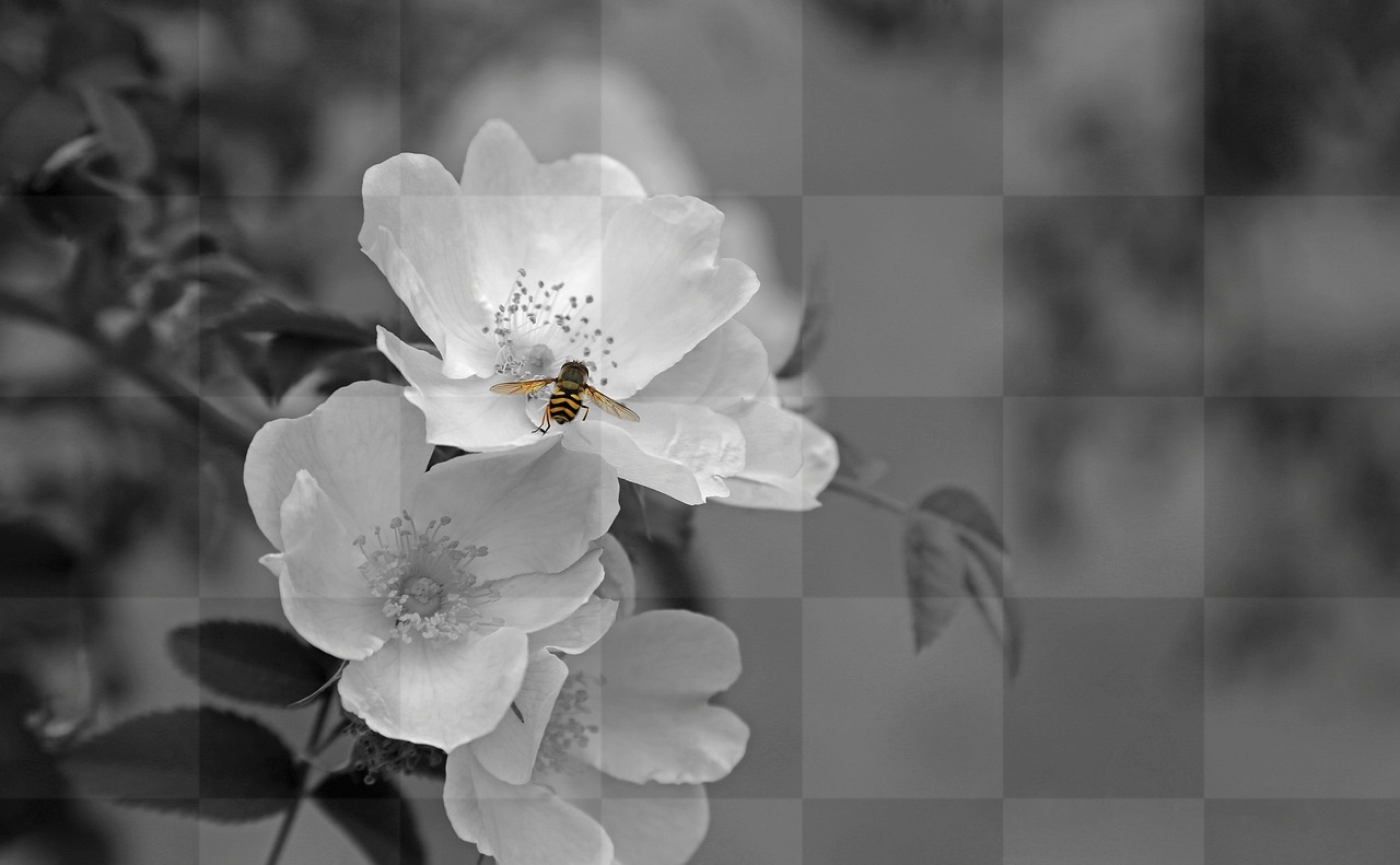 Download Stunning Black and White Flower Blooms for Your Designs: Free JPG Images for Web, Social Media and More!