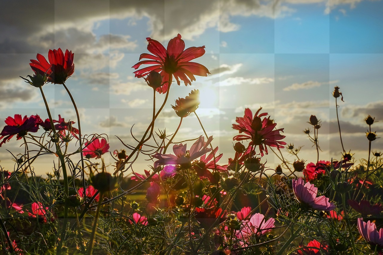 Download Stunning Cosmea Flower Bloom Images with Red Background - Free for Graphics, Banners, Advertising, and More!