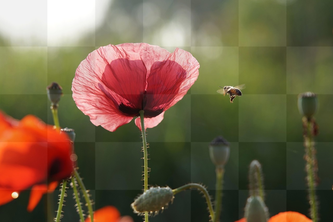 Download Stunning Poppy Flower Wallpapers with Red Background - Perfect for Graphic Design & Social Media Styling