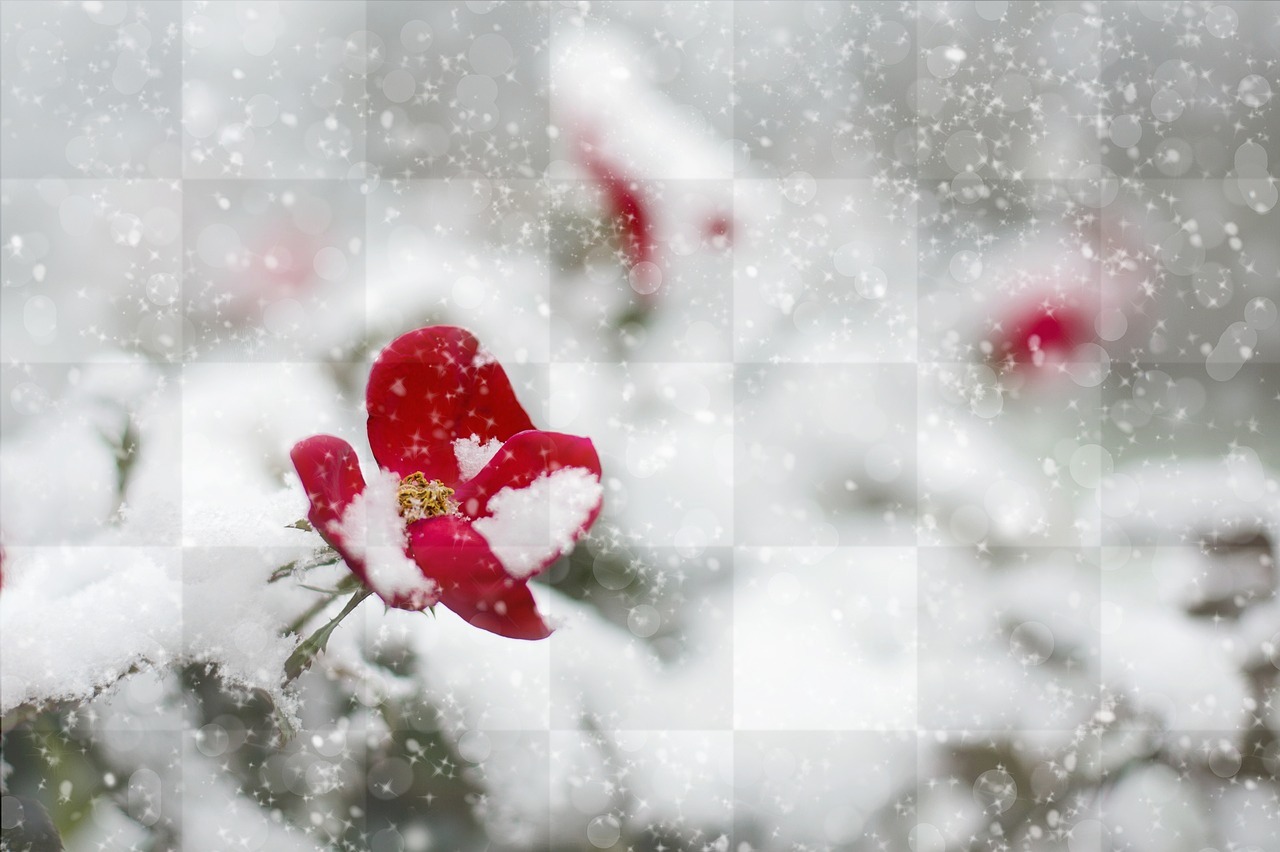 Download Stunning Red Rose and Snow Winter Backgrounds for Free