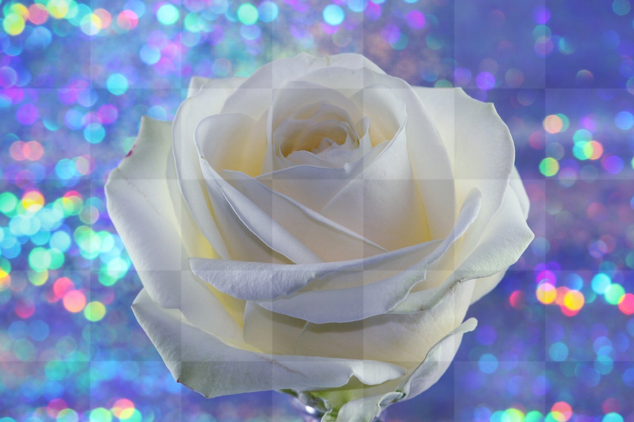 Download Stunning Rose and White Flower Images with Glitter Backgrounds for Free