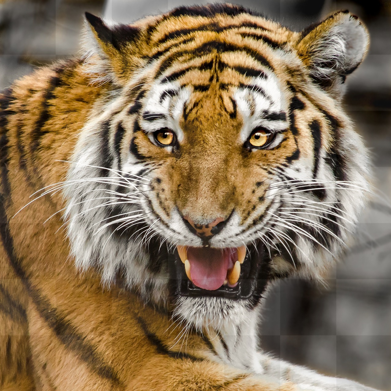 Download Stunning Tiger Head and Beautiful Cat Images for Free
