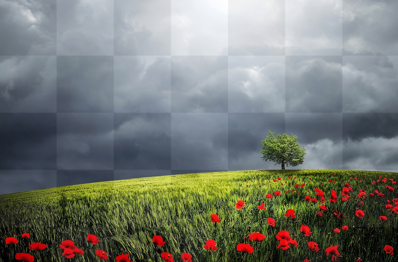 Download Stunning Tree, Poppy Field, Clouds and Flower Images: Free HD & 4K Downloads and Royalty-Free Wallpapers