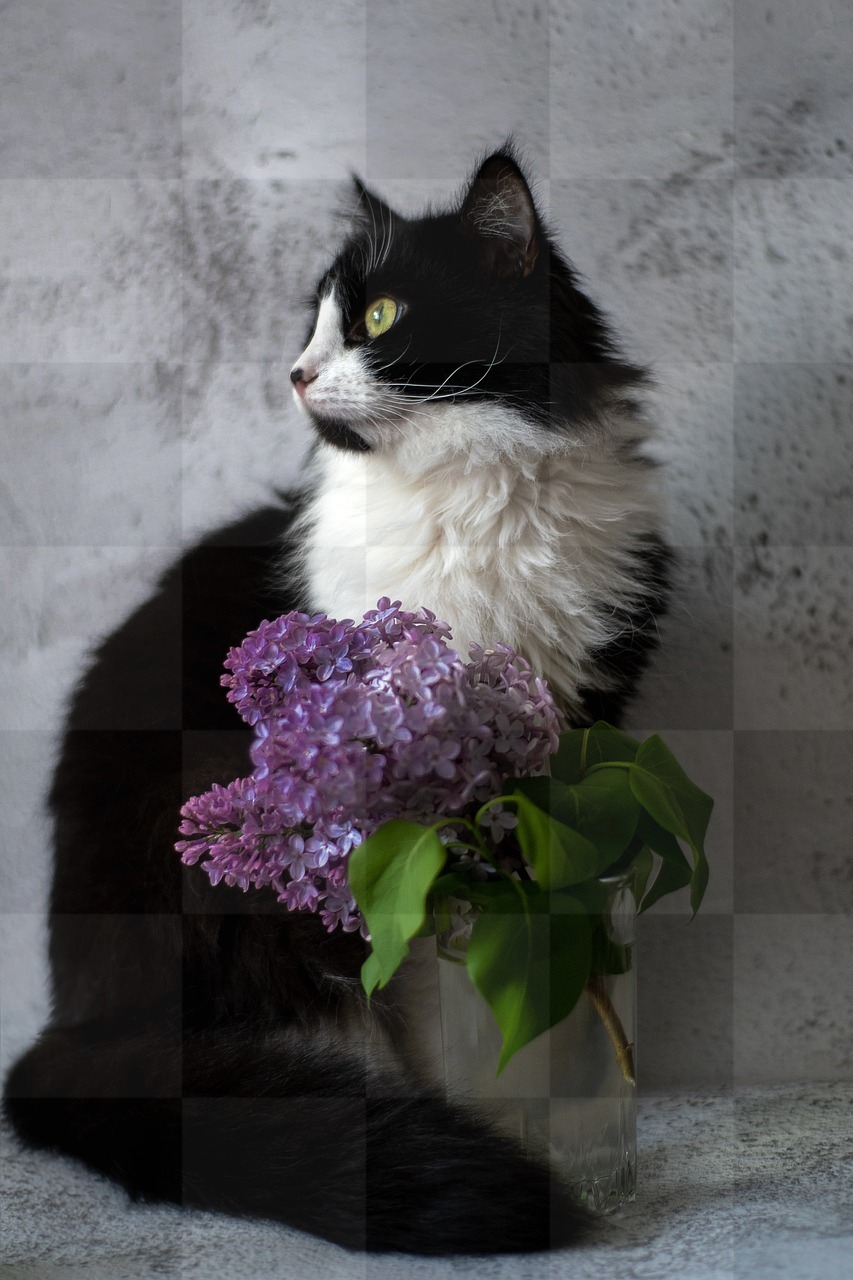 Download free cat, cup, and lilac images and backgrounds - Beautiful Cats and More!