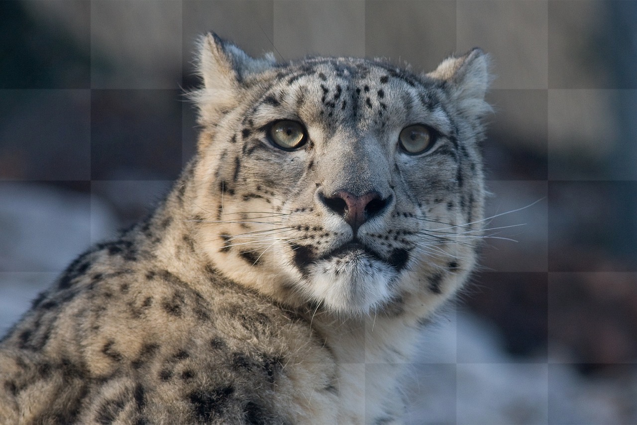 Explore Stunning Snow Leopard Pictures and Wallpapers for Free Download