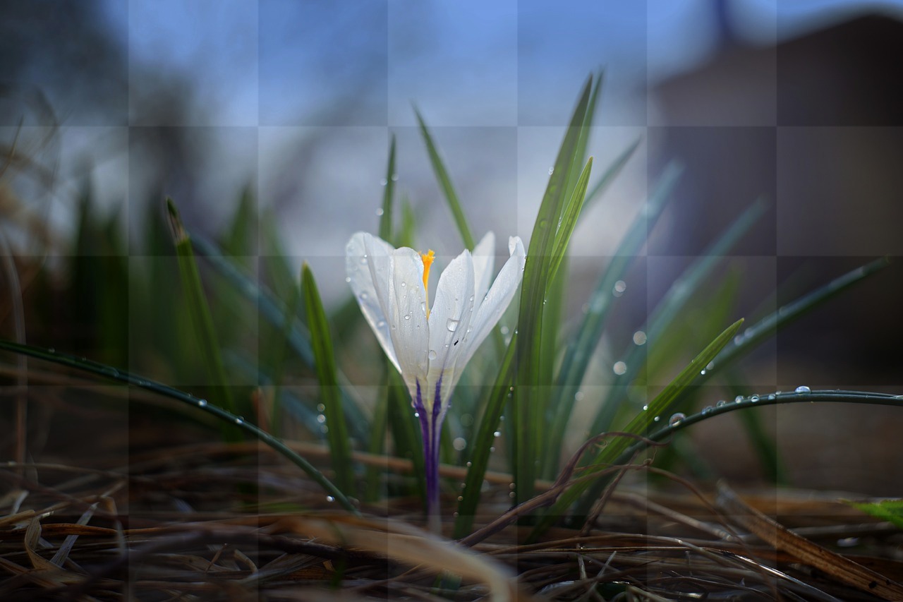Find Gorgeous Nature and Flower Photos - Download HD and 4K Images for Free!