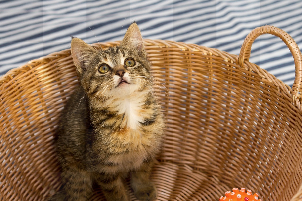 Find your new furry friend: Stunning Kitten and Beautiful Cat images for you to download, use as a background or for graphic design