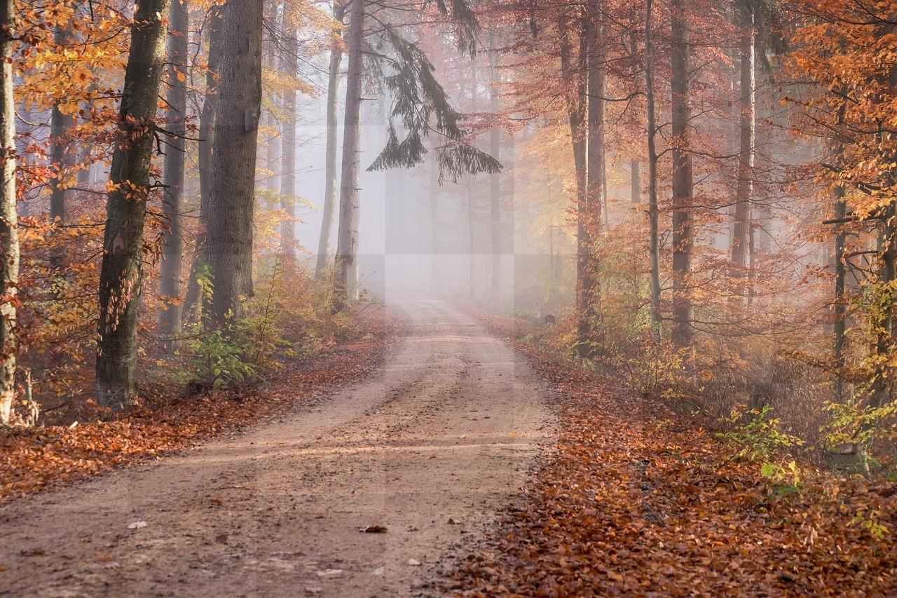 Free Autumn Road and Forest Backgrounds in JPG Format for Graphic Design and Social Media Pages