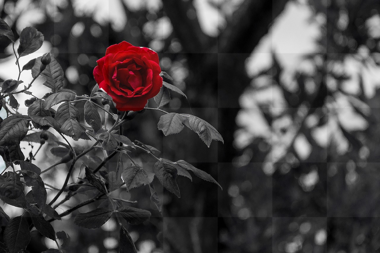 Free Black and White Rose Flower Backgrounds in JPG Format for Graphic Design and Social Media Pages