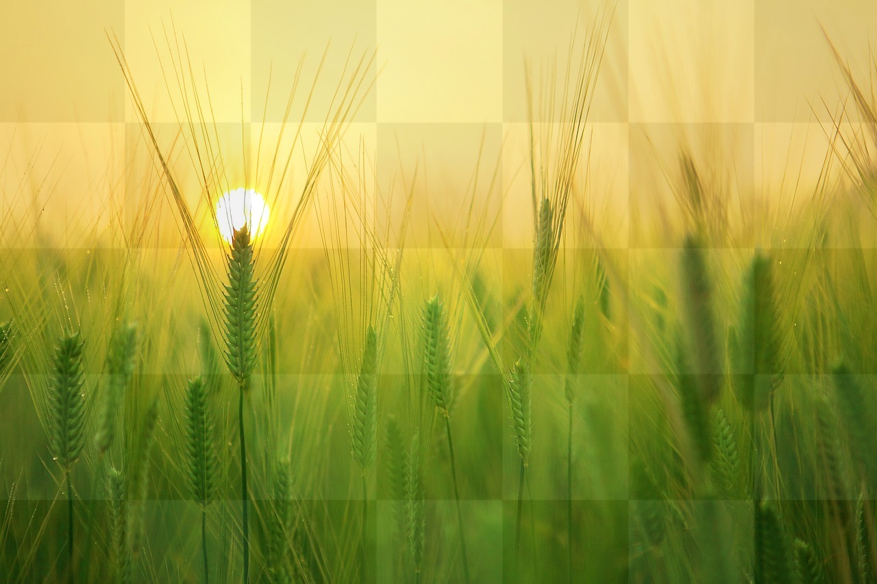 Free Download Barley Fields and Wheat Agriculture Nature Background Images in JPG Format