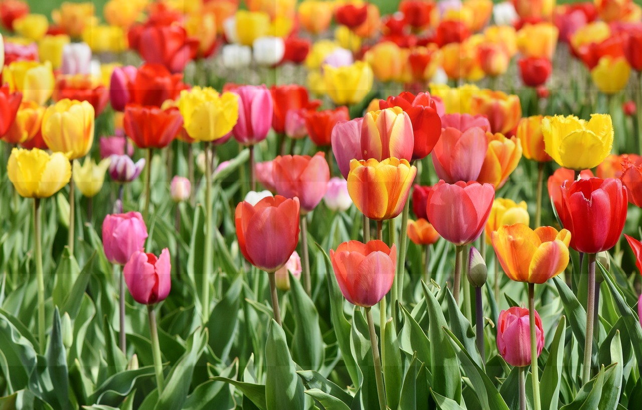 Free Download: Beautiful Tulips and Yellow Flower Backgrounds in JPG Format