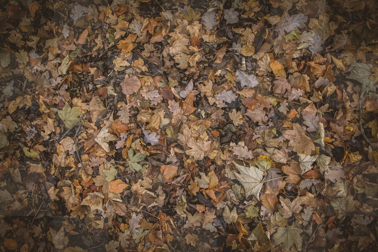 Free Download High-Quality Autumn Leaves Foliage Backgrounds in JPG Format for Graphic Design and Web Design