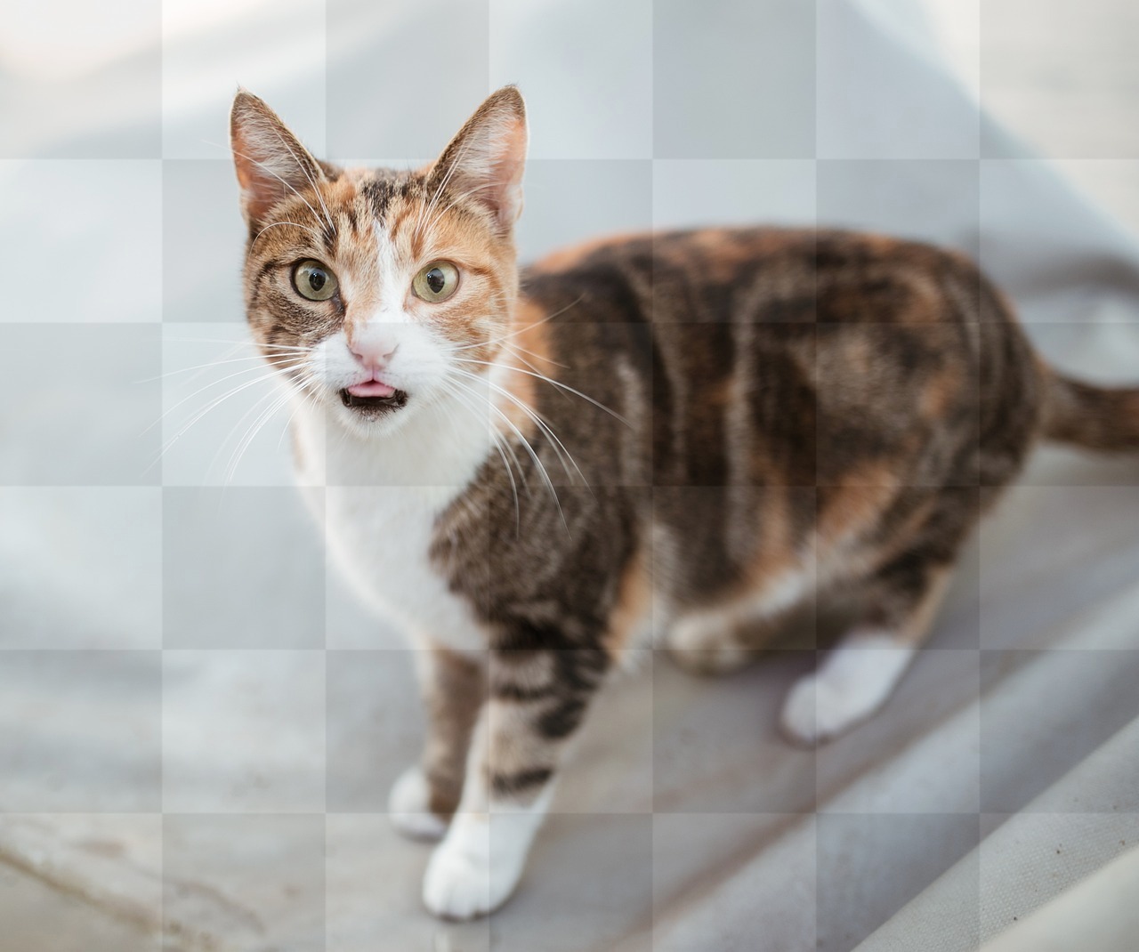 Free Download High-Quality Images of Adorable Beautiful Cats with Stunning Backgrounds for Graphic Design, Web Design, and Social Media Pages.