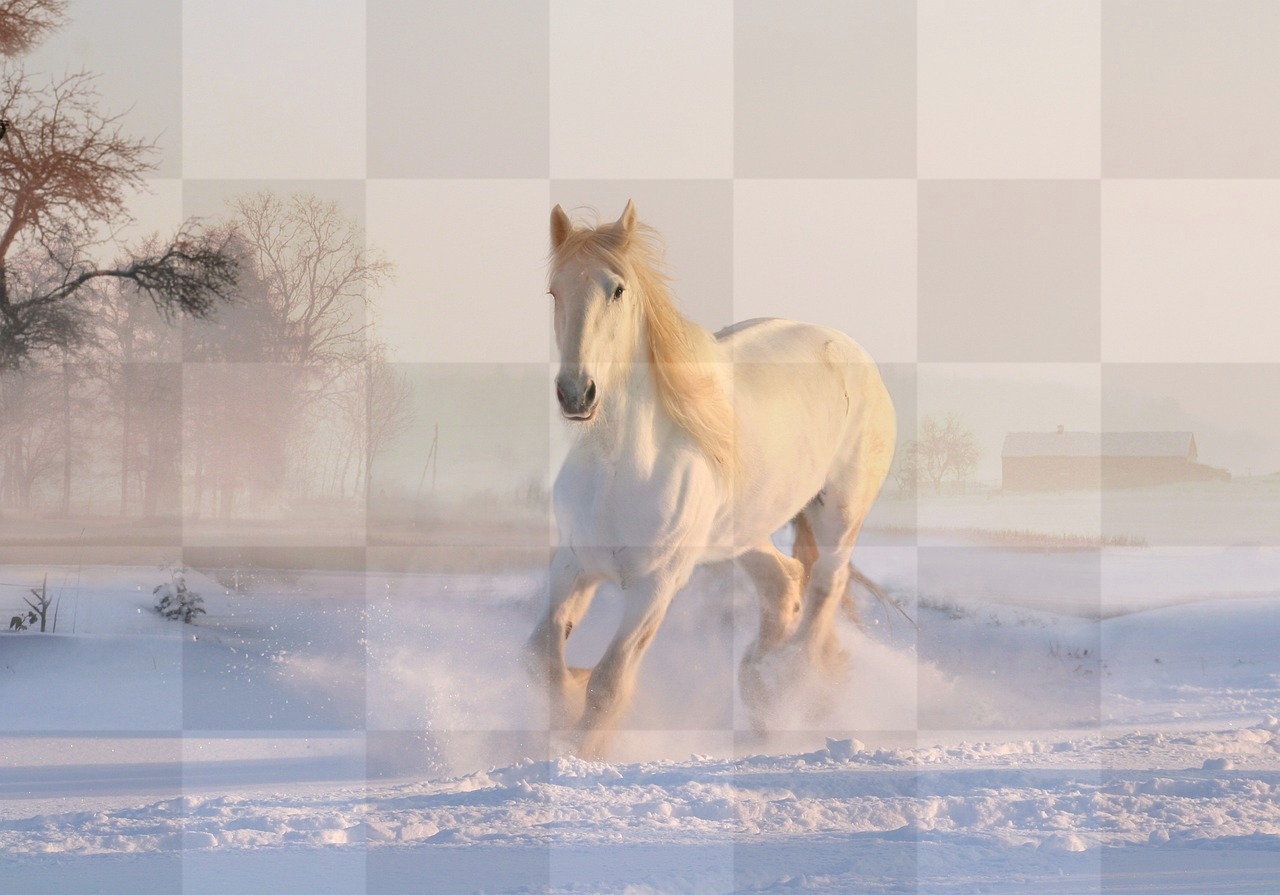 Free Download: Stunning White Horse Winter & Snow Nature Background Images in JPG Format