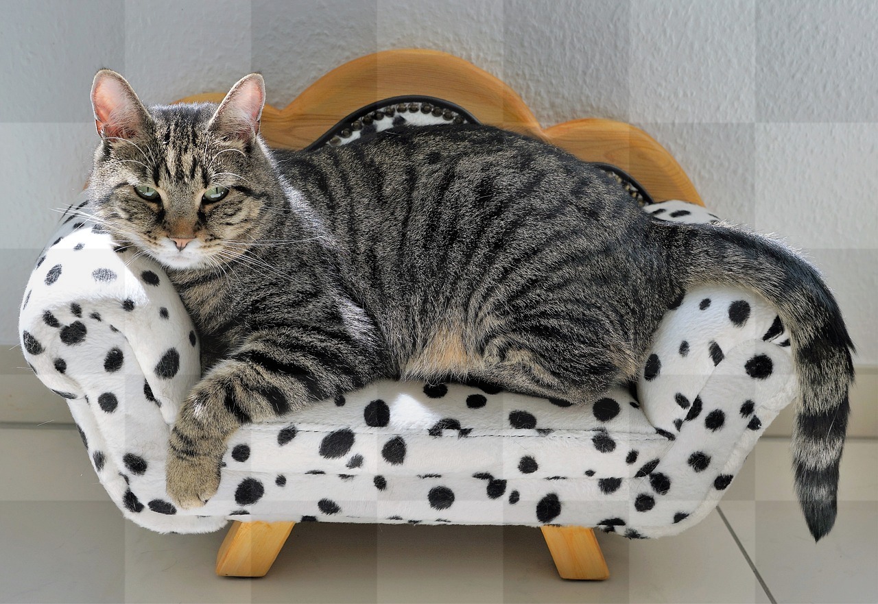 Free Downloadable Cat, Tiger, and Sofa Images and Backgrounds for Beautiful and Unique Designs