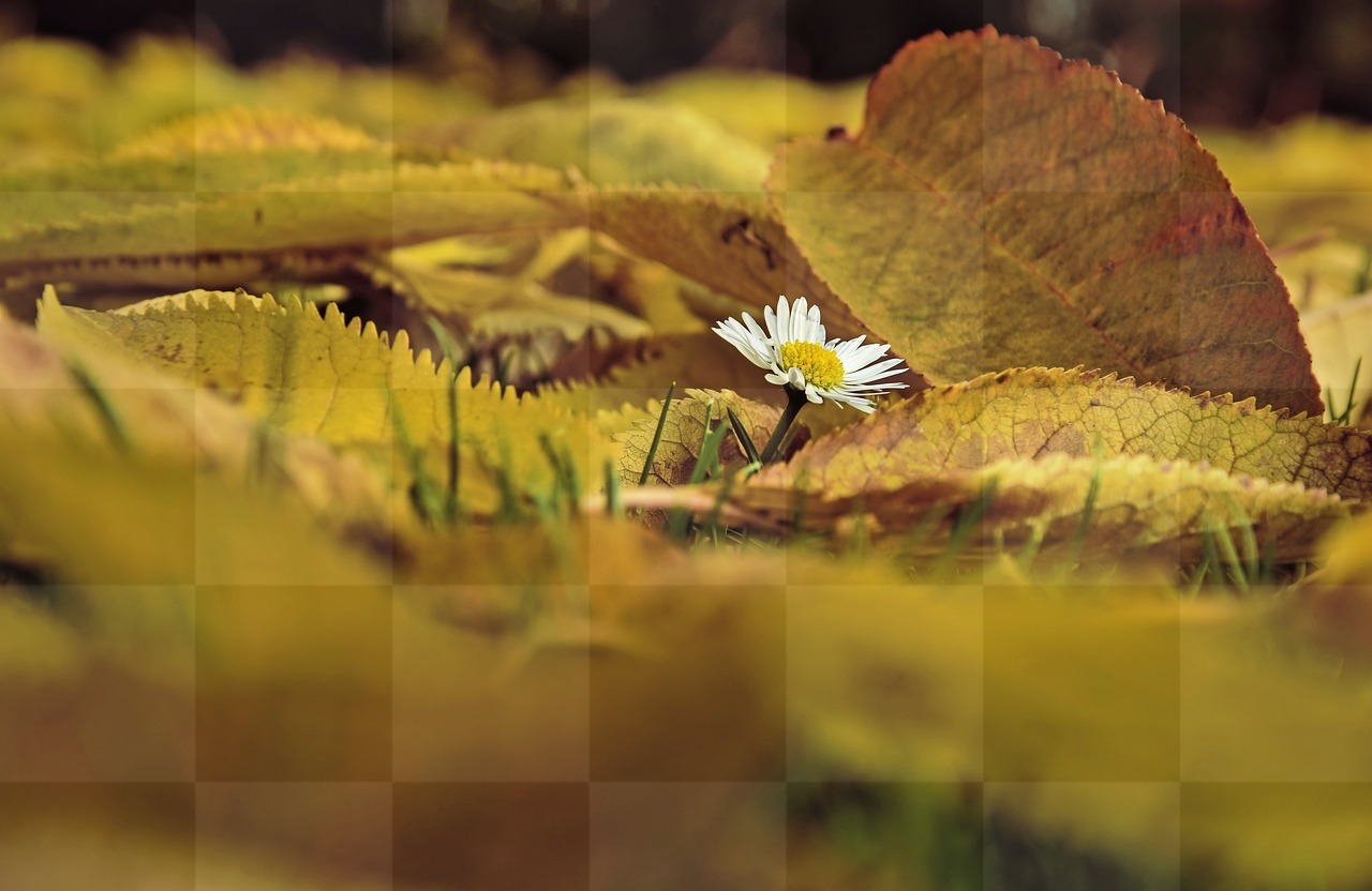 Free Downloadable Daisy, Flower, and Leaves Autumn Background Images in JPG Format for Graphic Design and Social Media Styling