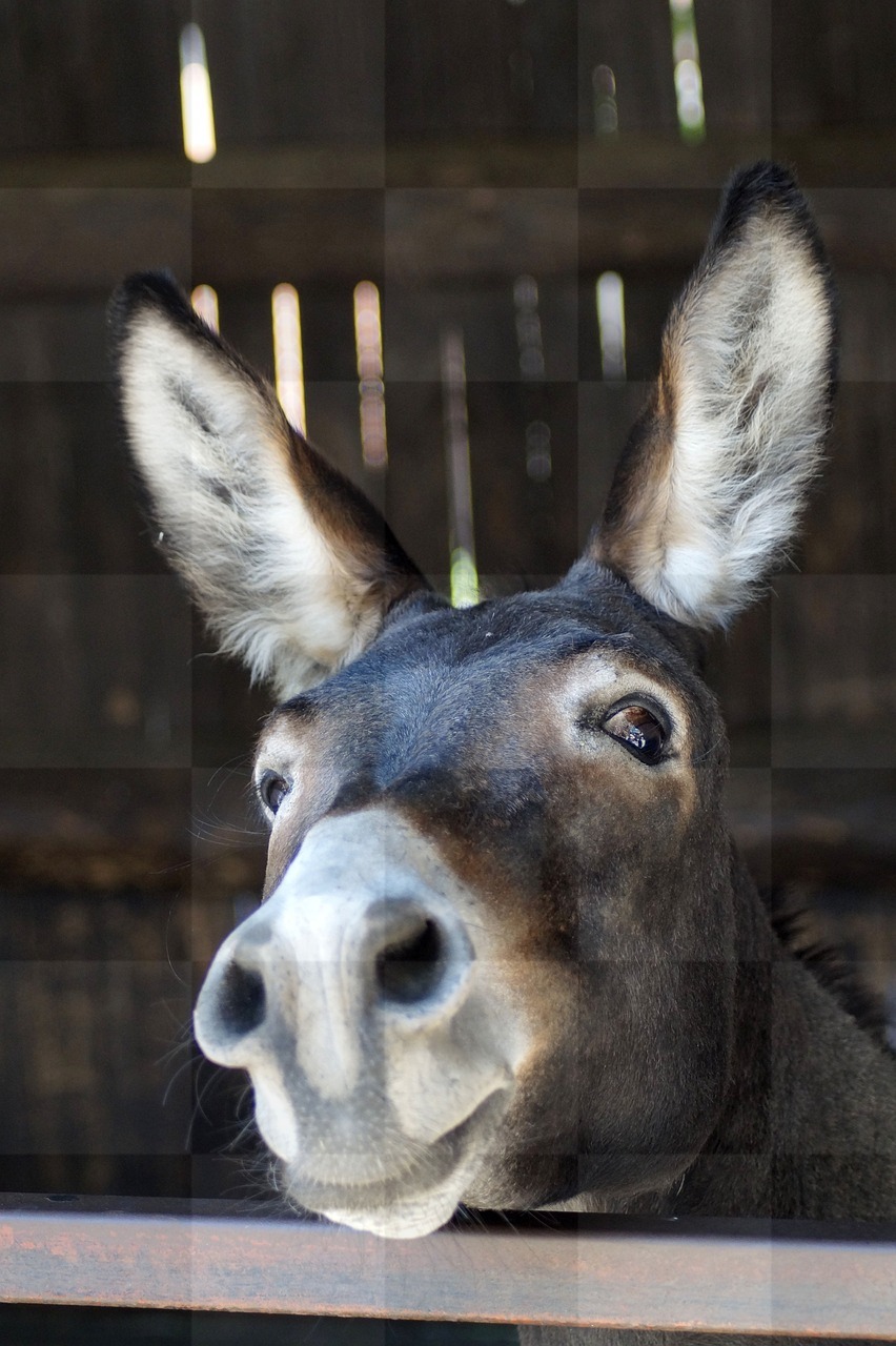 Free Downloadable Donkey Portrait Images with Long Ears: Funny and Unique Backgrounds